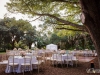 Reception Tables Under Banyan Trees