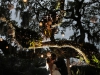 Gorgeous Lighting At Selby Gardens