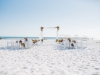 Ceremony Site at Sandbar Beach Anna Maria Island Florida
