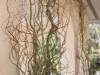 Close Up of Willow Arch