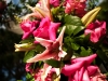 pink-lilies-roses-arch