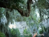Chandeliers in Oak Tree, Phillipi Estates Park