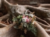 Bridesmaids' Bouquet with Protea, Thistle, Gold Berries, Scabosia, White Veronica, Eucalyptus