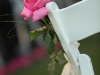 single-hot-pink-rose-on-ends-of-chairs